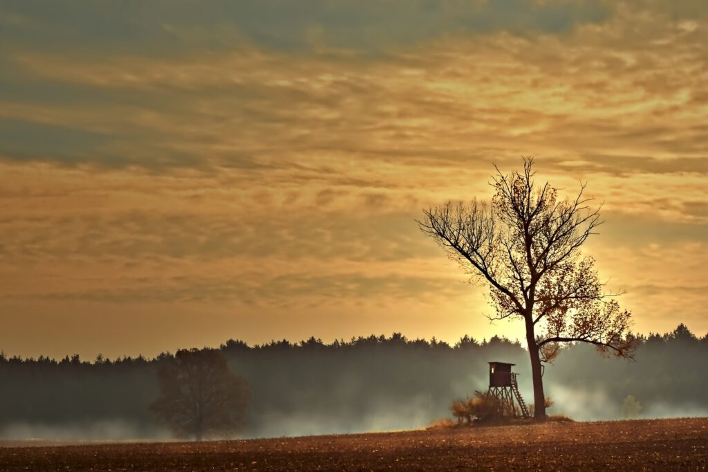 high seat, high standing, hunting seat-4611545.jpg
